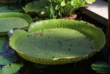 Giant lotus Victoria amazonica leaves