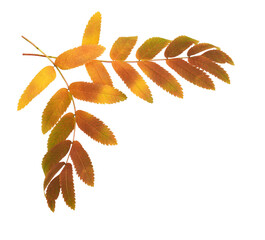 Wall Mural - autumn rowan leaves in a corner arrangement isolated on white or transparent background