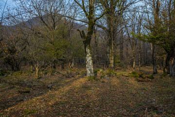 Wall Mural - Landscape with beautiful fog in forest on hill or Trail through a mysterious winter forest with autumn leaves on the ground. Road through a winter forest. Magical atmosphere. Azerbaijan nature