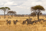 A herd of zebras in Tarangire National Park with acacia trees in the background

