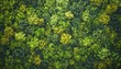 © Studicon - The image shows a dense forest with a variety of green treetops, viewed from directly above, showcasing different shades of green foliage.