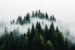 © raja - Misty forest landscape with evergreen trees.