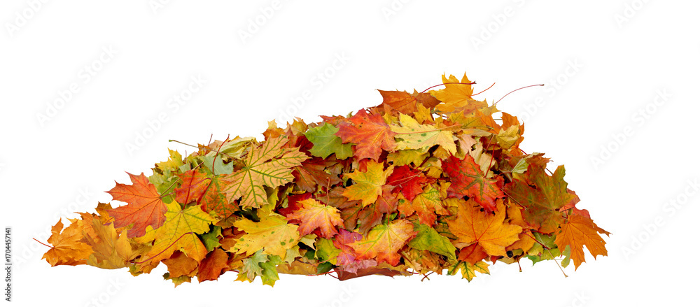 Leaves Stack Autumn Maple Leaves Stack. Heap of Colorful Fall Leaves Isolated On ...