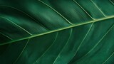 Dark green tropical leaf close up texture