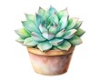 © najira21 - Watercolor succulent in pot isolated on white background, botanical illustration, art