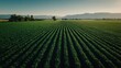 © The Little Hut - Aerial View of Lush Green Farmland with Mountain Backdrop Under Clear Blue Sky in Summer