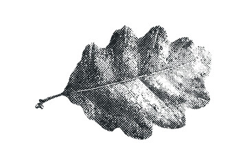 Wall Mural - Oak leaf with textured dot halftones on transparent background. Vector hand drawn illustration