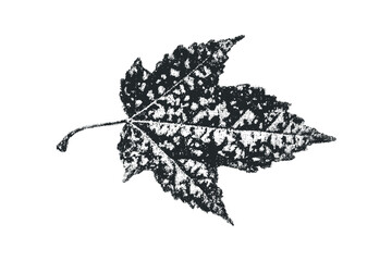 Wall Mural - Textured black leaf shape on transparent background. Vector hand drawn illustration