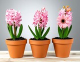 Three potted hyacinths and a gerbera, soft pinks, terracotta pots