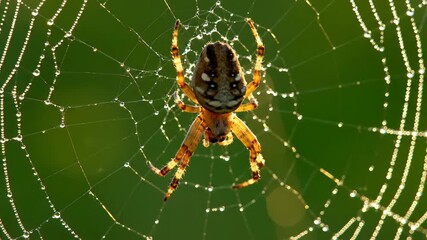 Close up of spider weaving web adorned with morning dew, glistening in sunlight against green blurred background, showcasing intricate details of web and spider in nature
