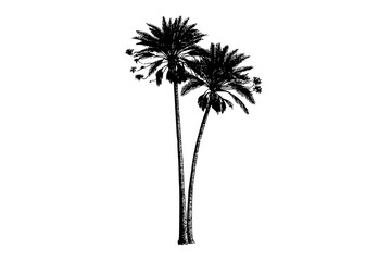 a black and white drawing of two tall palm treesblack, palm tree, tree, white 