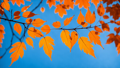 bright orange autumn foliage on a tree branch illuminated by sunlight, creating a beautiful contrast against the deep blue sky.