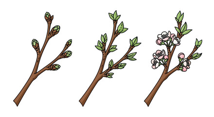 Tree Branch Development Stages Illustration.