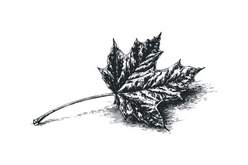 Wall Mural - Maple leaf drawn with hatching on transparent background. Vector hand drawn illustration