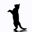 © Thomas - silhouette of a cat standing on the two back legs trying to reach something, sideview