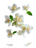 Delicate white jasmine blossoms, floating, isolated