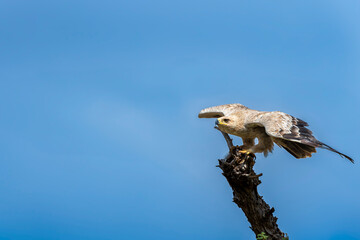 Wall Mural - Tawny eagle or Aquila rapax at tal chhapar sanctuary rajasthan India. bird of prey in flight ready to leave perch with full wingspan or wings open in natural blue sky background