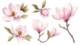 31.Set of Light Pink Magnolia Flowers, Twigs and Leaves - Floral Watercolor Illustration Hand Painted Isolated on White Background