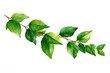 © adri - Watercolor illustration of a leafy branch (1)