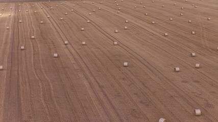 Wall Mural - drone view of hay bales scattered across a harvested field in the summer countryside.