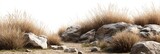 A sun-drenched landscape of dry, light-brown grasses and large, gray rocks. A sandy path winds through the scene