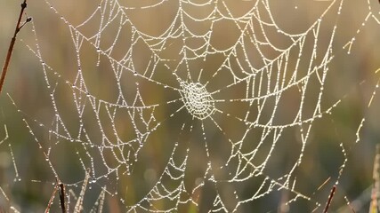Close-up view of a delicate spider web glistening with morning dew, showcasing intricate patterns.