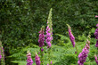 © Svetlana - Close-up of Digitalis purpurea flowers showcasing their vibrant purple petals in a lush green environment.