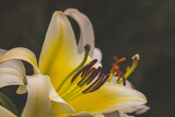  Lily flowers on a blurry background on a sunny June day in the countryside.