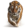 © lulu - Focused Tiger Running Forward on White Background