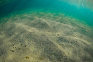 Wall Mural - Clear water view in the ocean floor.