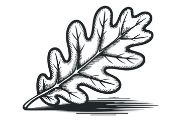 Wall Mural - Oak Leaf Isolated. Vector hand drawn illustration