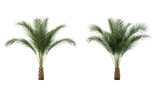 Two Isolated  Parlor Palm Trees on Transparent Background