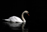 swan isolated on black lake background