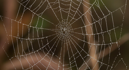 A beautiful spiderweb covered in sparkling morning dewdrops, an intricate and delicate natural pattern shining in the soft light.