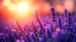 © TITISCAHYA - Lavender field at sunset (3)