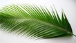 © Jamie - A Vibrant Green Palm Leaf With Long Slender Fronds Extending Gracefully Against A Stark White Background