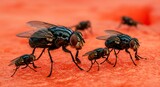 スイカに群がるハエの接写写真 高解像度 マクロ撮影