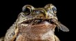 © NguyenHaiPhuong - 黒い背景に昆虫を捕食するカエルのクローズアップ写真
