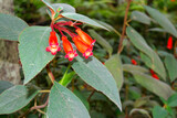 Explore the vibrant flora of Monte Palace in Madeira, Portugal during a tranquil moment