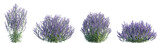 Set of Perovskia atriplicifolia (Salvia yangii, Russian sage) frontal isolated png on a transparent background perfectly cutout high resolution