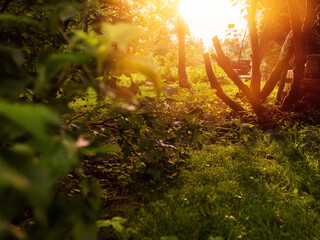 Wall Mural - A forest with a tree in the foreground and a sun in the background. The sun is shining through the trees and casting a warm glow on the grass