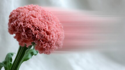 Soft pink carnation flower with motion blur effect background