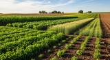 Medium shot of diverse crop rotations in a flourishing field highlighting techniques to restore soil vitality and prevent erosion.