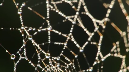 Close-up of a delicate spider web covered in shimmering morning dew drops
