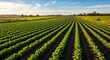 © Laillavivo - A vast expanse of meticulously cultivated, vibrant green crops stretches across the landscape under a clear, sunny sky.