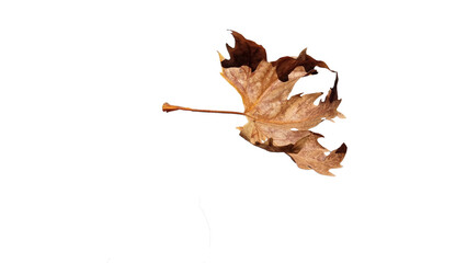 Wall Mural - leaf falling in autumn season