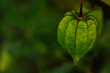 © Golam Rob - Close-up of Physalis minima (tipfol) green fruit with natural leaf cover. A wild tropical plant also known as Cape gooseberry, photographed in Bangladesh.