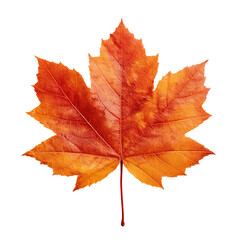 autumn maple leaf