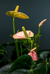Wall Mural - Graceful Pink Anthurium Plant with Lush Leaves