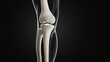 © Science RF - Leg bone anatomy, illustration